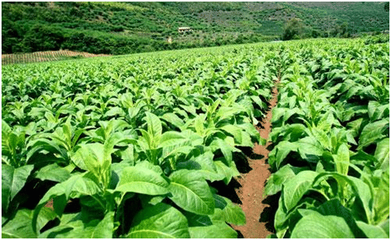 当吸烟者呼吁关闭烟厂 一场被忽视的后果论辩