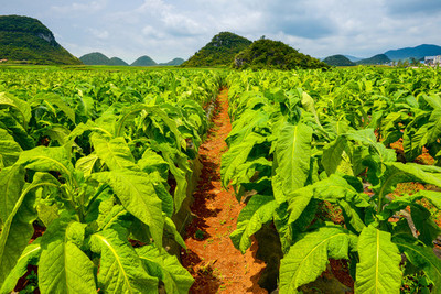 烟田与烟草 历史、文化与争议的交织