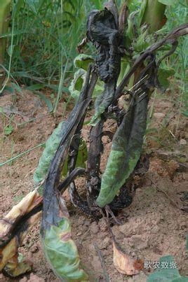 烟草低头黑病 成因、症状与防治策略