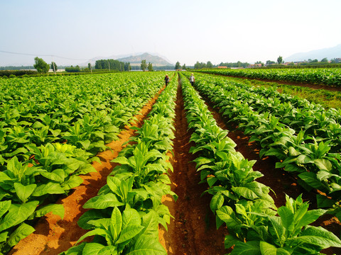 烟草种植 从田间到消费的复杂历程