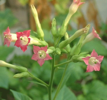 烟草中的抗癌成分 科学与认知的平衡